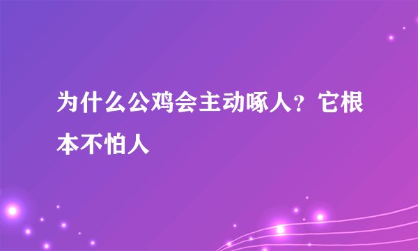 为什么公鸡会主动啄人？它根本不怕人