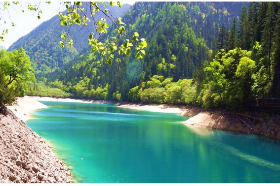 芬芳人间打正确生肖