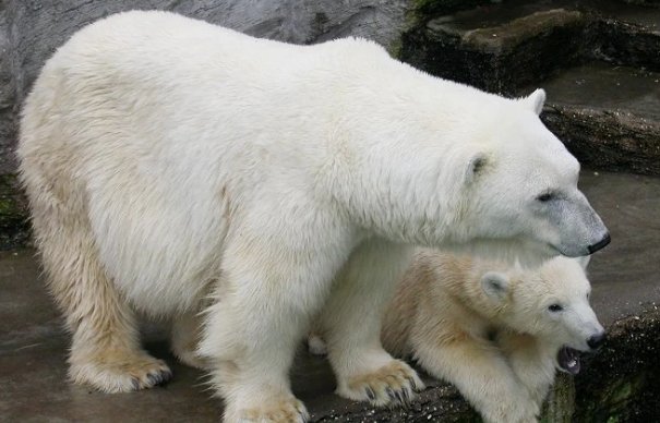 熊的天敌是什么呢?