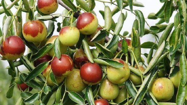 庭前八月梨枣熟全诗