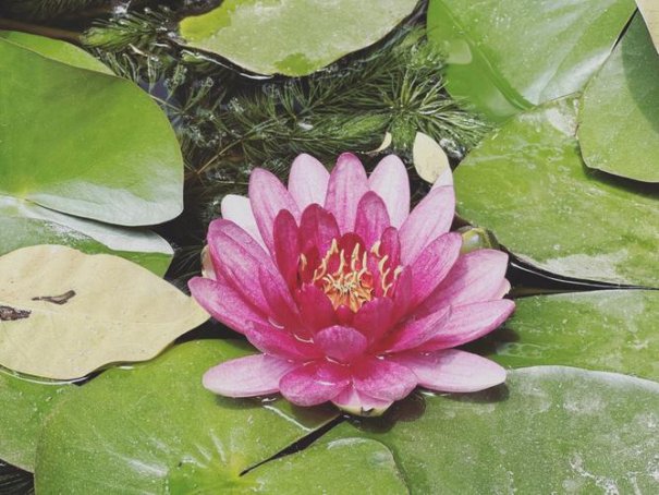 夏花改编自同名小说