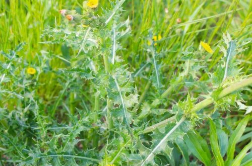 苦菜有几种图片