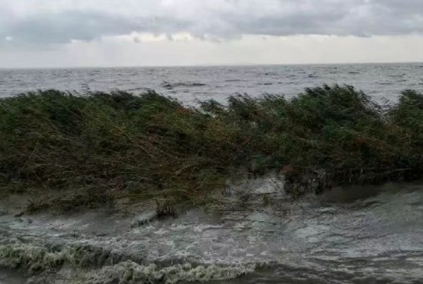 “杜苏芮”怎么读