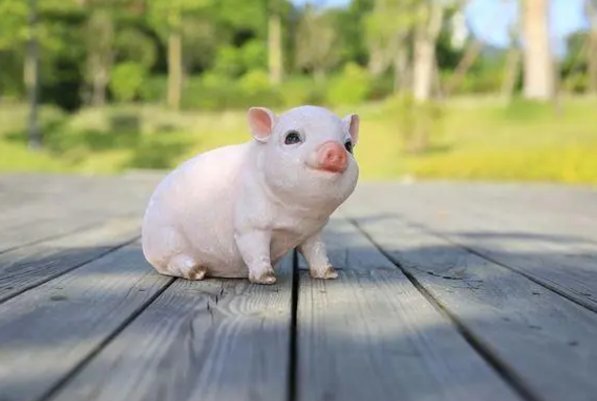 守发奉公打一生肖