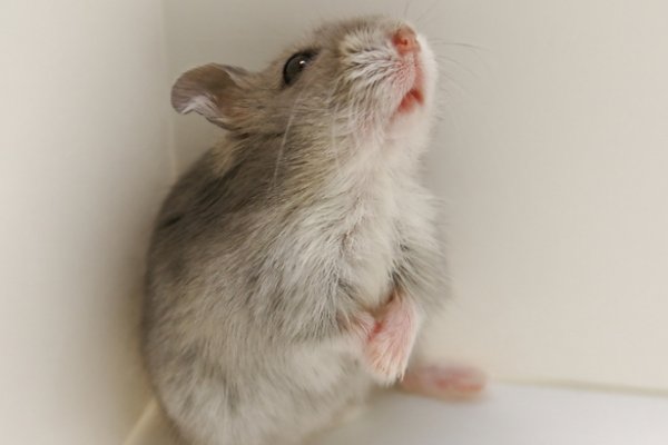 杯中之物打一生肖动物