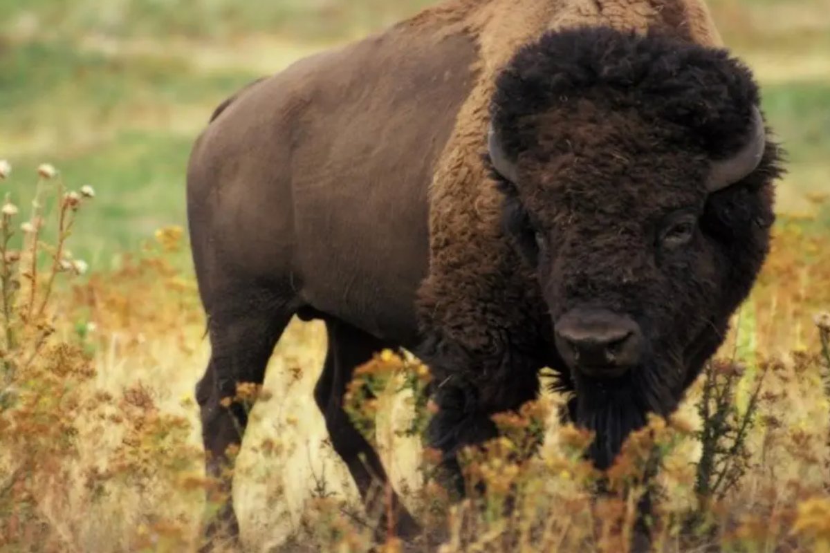 红日高升打一个生肖