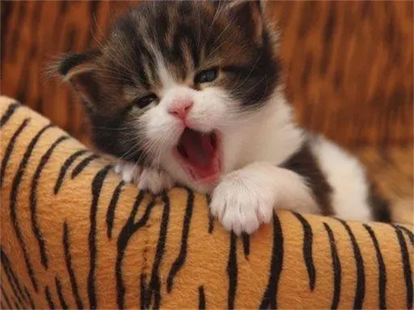 长年累月是什么动物？打一生肖？