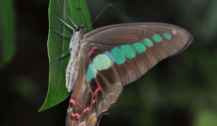 下雨时，蝴蝶在哪避雨？