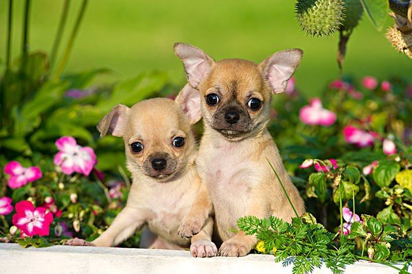 后院起火打一个生肖动物