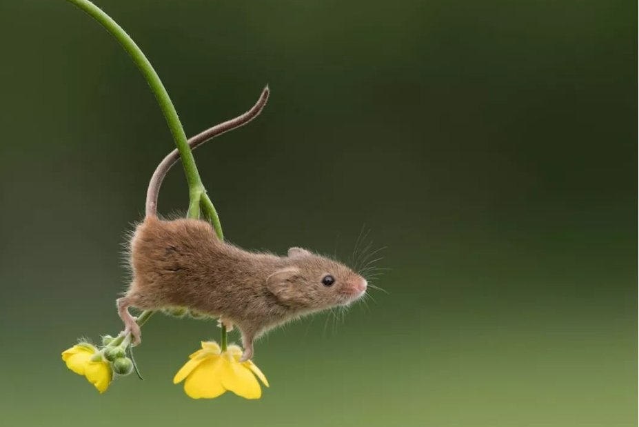 群龙无首指什么生肖