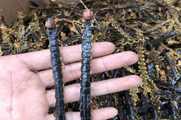 人体蜈蚣好看吗？