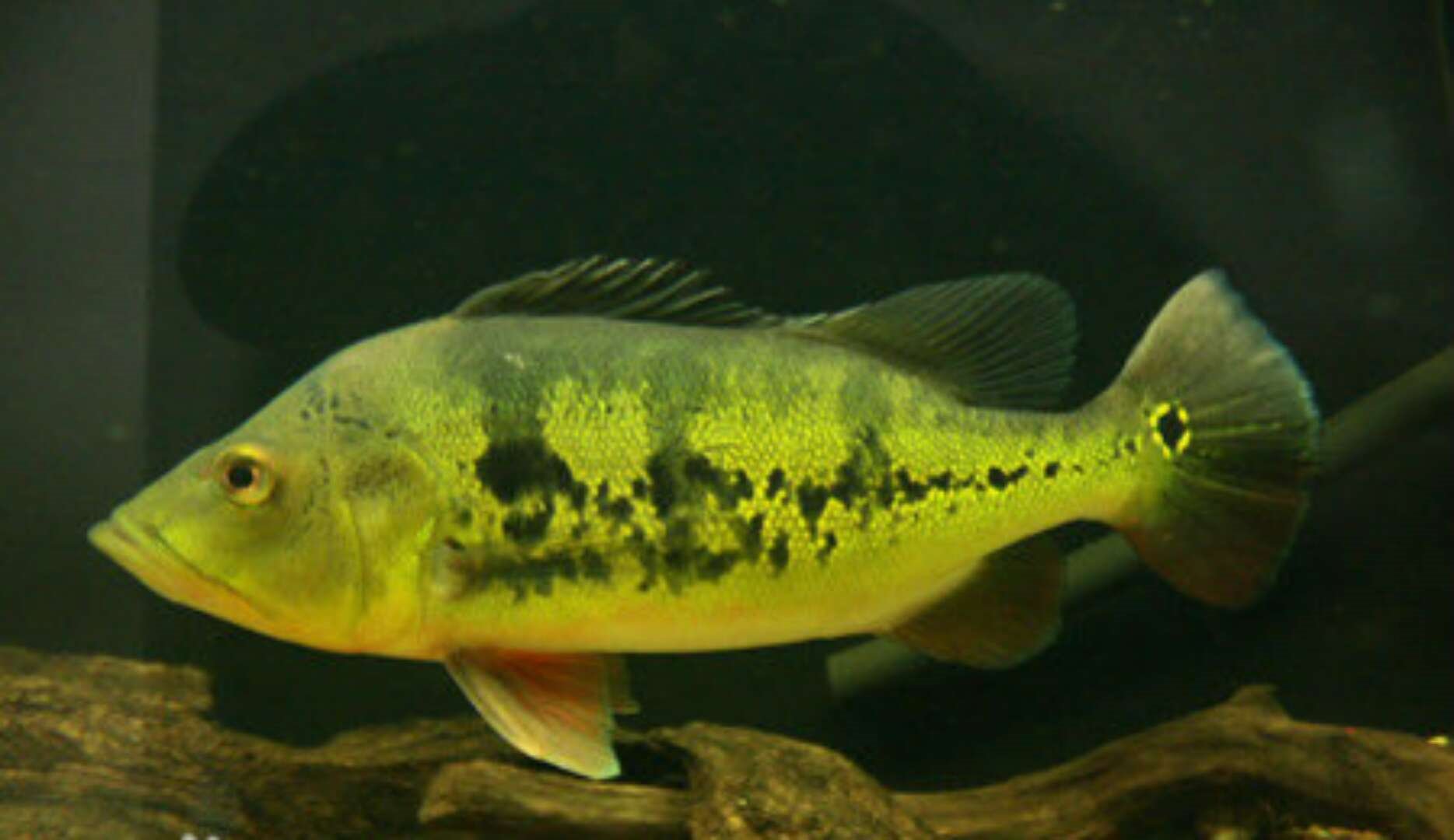 孔雀鱼为什么是雀鳝的天敌