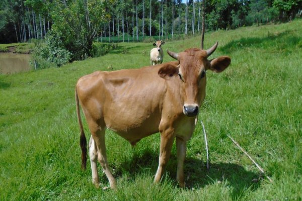 守法奉公是那个生肖