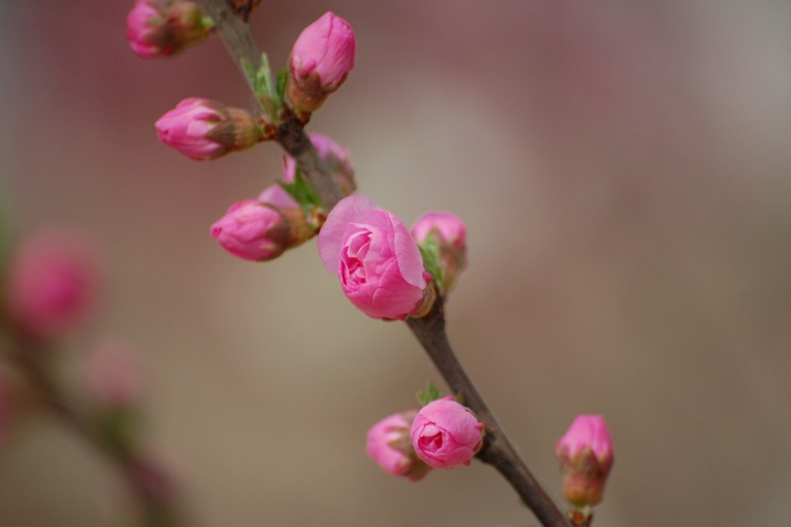春风吹又生的拼音