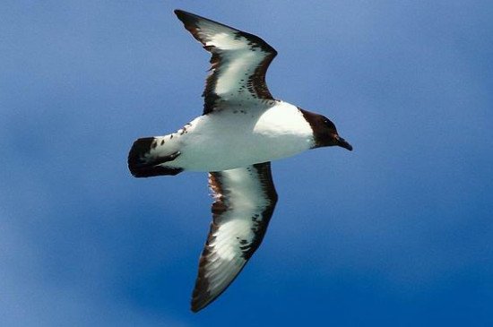 笨鸟是什么动物