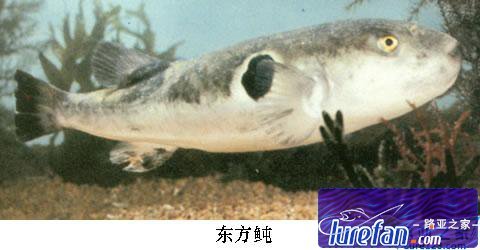 假睛东方鲀的生活习性