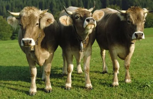 付诸一笑打一个生肖