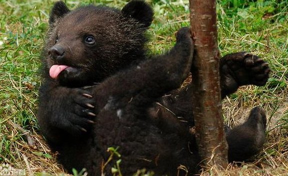 熊的天敌是什么呢?