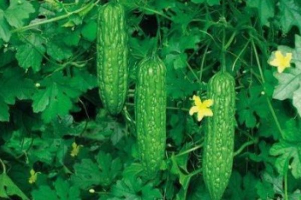 甘苦是什么意思