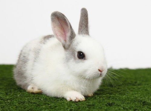 比川剧大师还会变脸,昨天还好好的,一转眼就变脸的生肖有哪些?