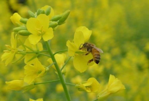 《傻子的春天》有第二部吗?