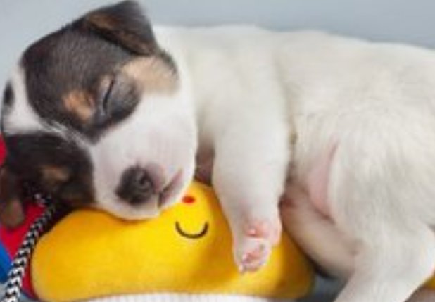 浮文套语什么动物