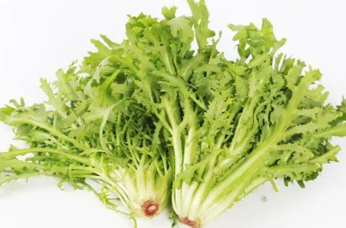 苦菜有几种图片