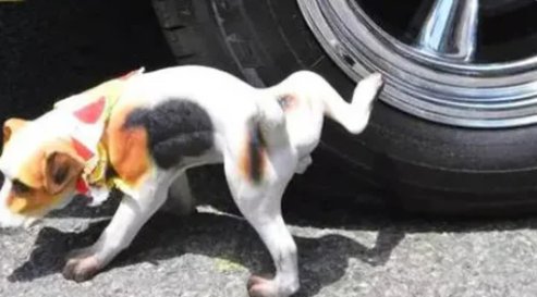 搞笑泥浆去尿用英语