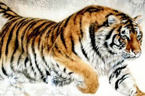 妾妇之道打一个动物