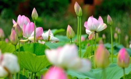 请你说说荷花在中国传统文化中有哪些象征意义