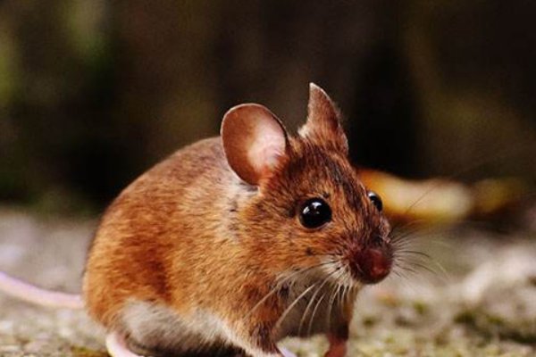 闭门造车打一生肖