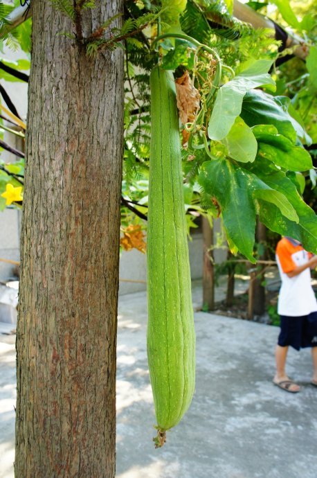 南汇生活网的服务