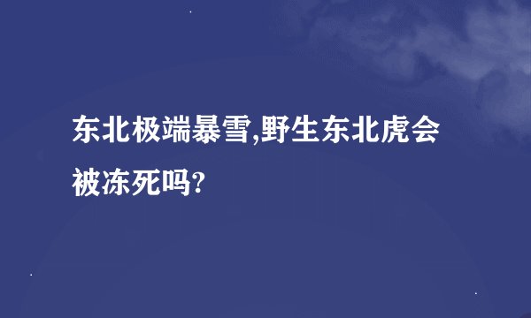 东北极端暴雪,野生东北虎会被冻死吗?