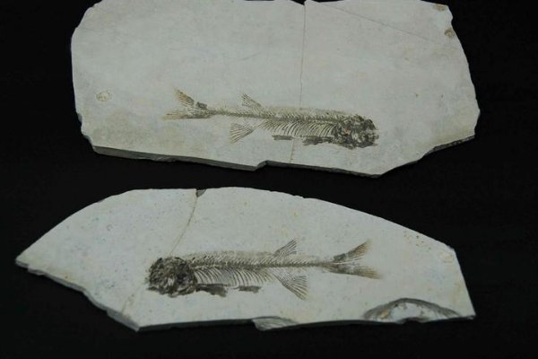 艾青的《鱼化石》的意象有哪些？