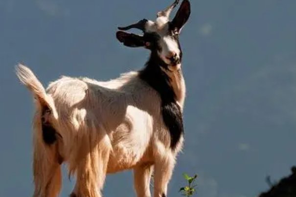 风暖日丽打一准确生肖