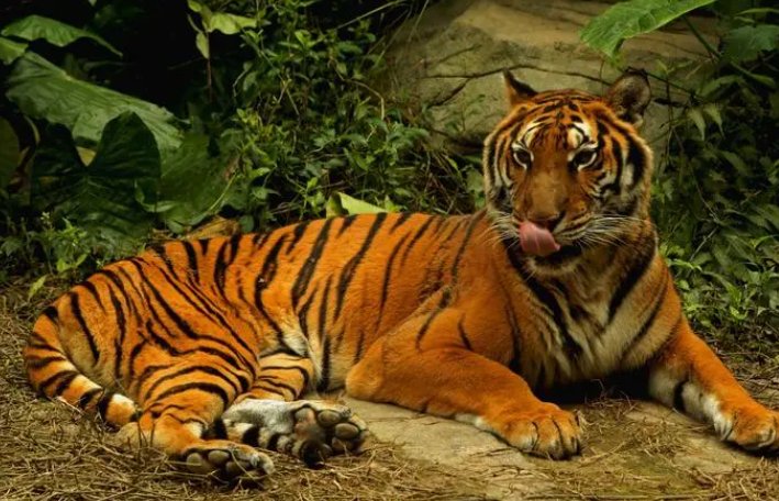 白费心机打一动物生肖