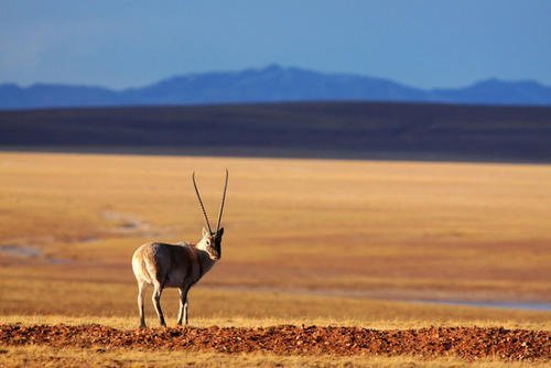 藏羚羊来自于西藏，究竟为什么又被称为长角羊？