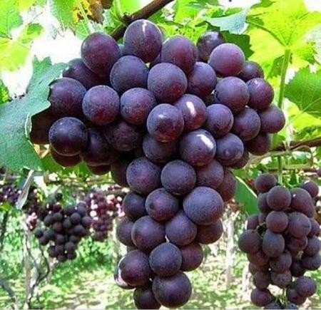 巨峰葡萄转色期为什么软粒？