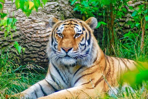 老虎眼中的人类可怕吗