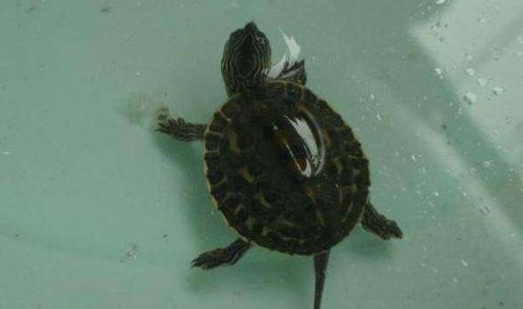 乌龟从湖南快递到东北冻成乌龟干，冬天邮寄这类活物快递应该注意些什么？