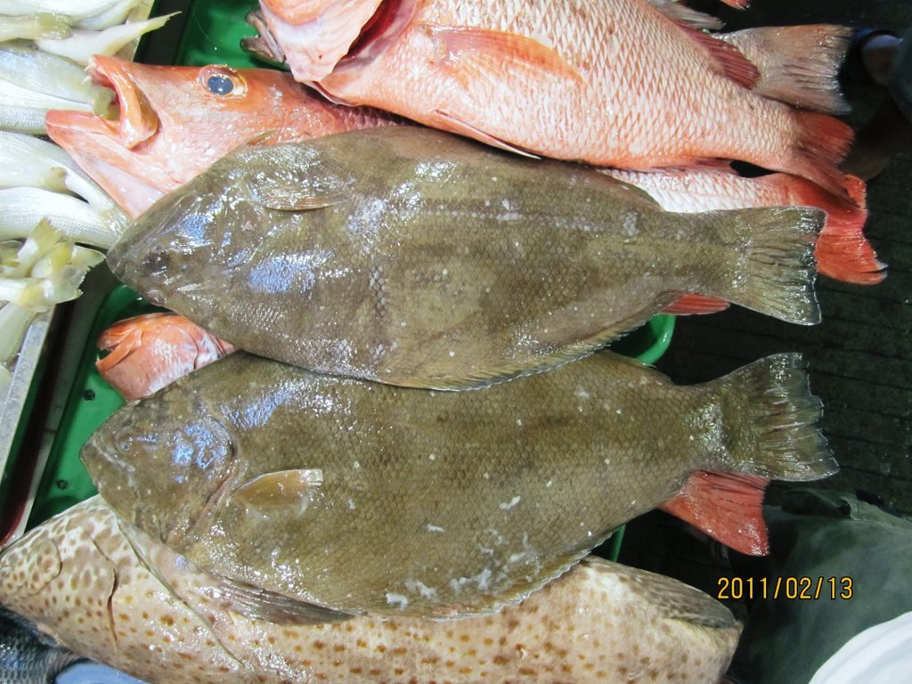 什么鱼被称为“皇帝鱼”