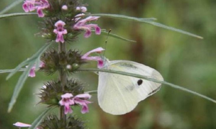 下雨时，蝴蝶在哪避雨？