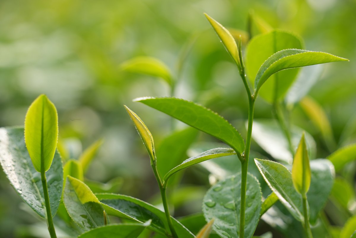 国精产品一品二品的区别