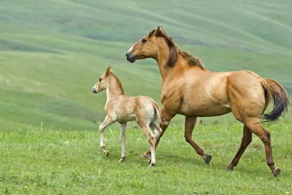 杀回马枪猜一动物
