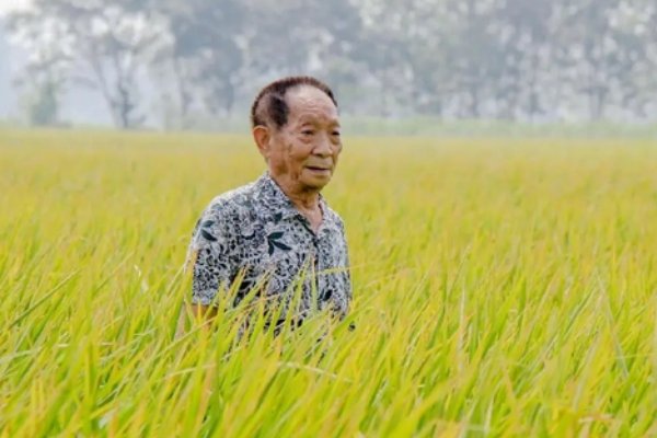袁隆平的英雄事迹概括