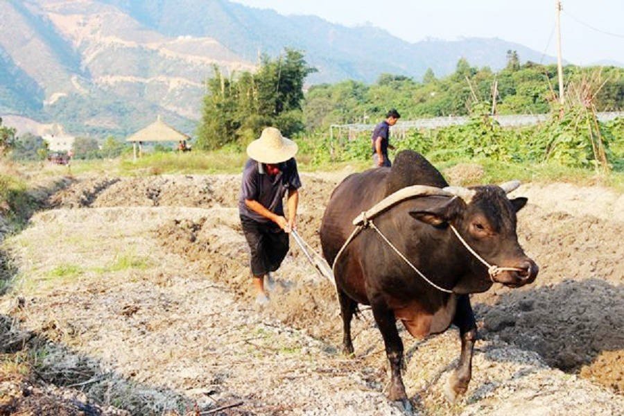 点滴归公什么动物