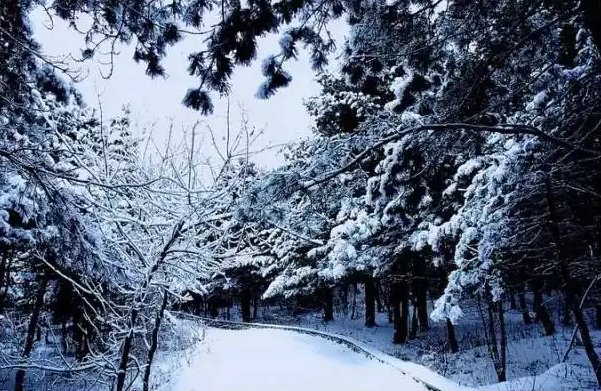 雪与梅花的打油诗