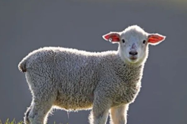 俯仰之间打一动物生肖