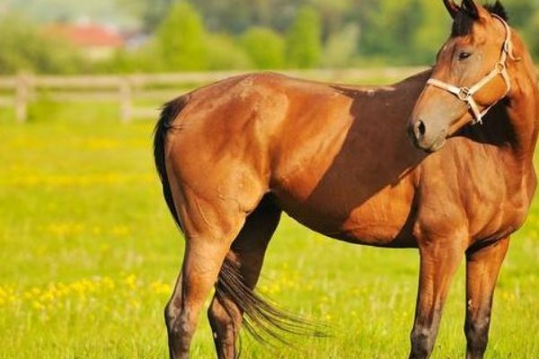 长驱直入打一个正确生肖