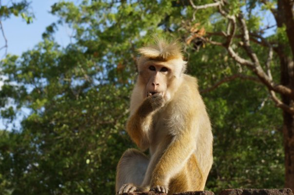 众多非一打一最佳生肖动物